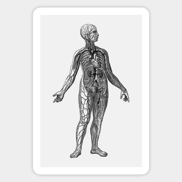 Human Vascular System Diagram Magnet by Vintage Anatomy Prints